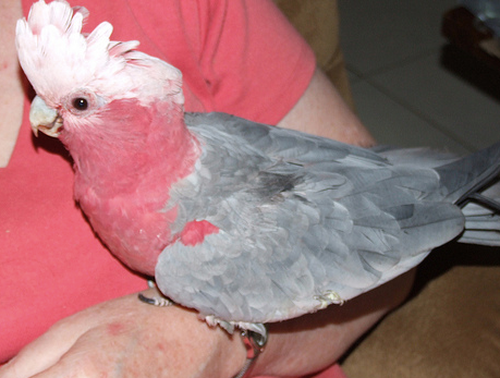 Update On Galah With Heart Failure
