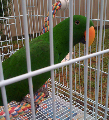 Etiquette When Visiting A Vet With Your Bird