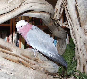When A Bird’s Weight Goes Up