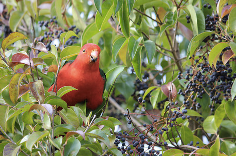 Controlling Seasonal Bird Noise
