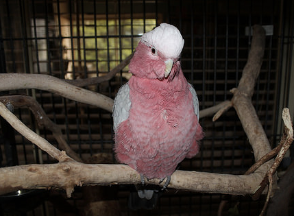 The Hardest Thing About “Owning” Birds…