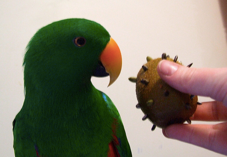How To Get Your Bird Interested In Vegetables