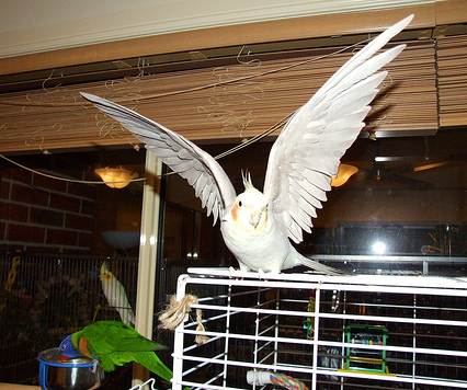 Tips For Birdsitting