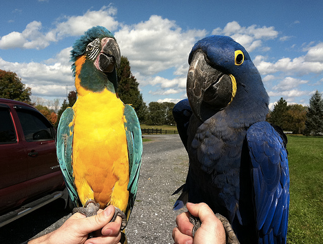 Keeping Parrots Safe In The Hot Weather
