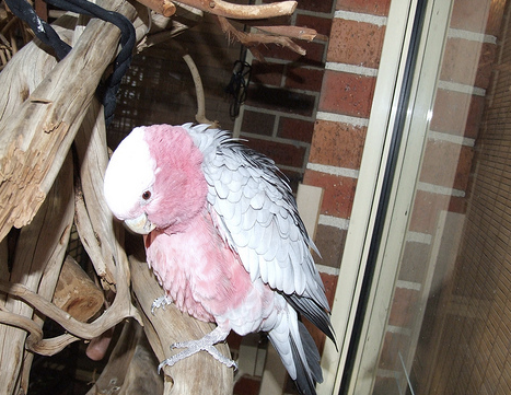 Milk Thistle And Miracle Cures For Parrot Liver Problems