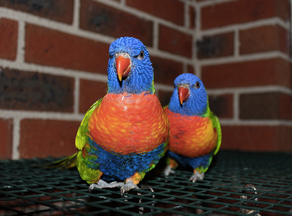 Managing A Multiple Bird Household