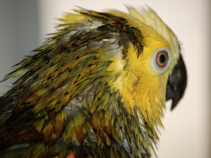 Parrots And Odors