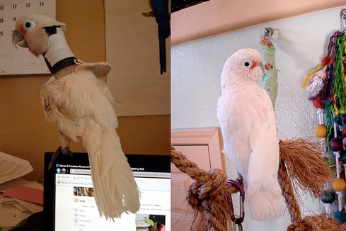 Why Rescue Birds Are Not Free