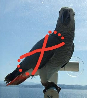 How To Transport A Sick Or Injured Parrot To The Vet