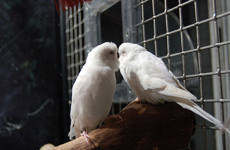 Sexually Frustrated Parrots?
