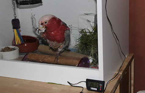 Setting Up A Hospital Cage For Your Bird