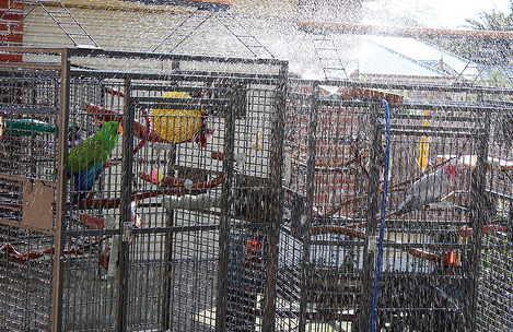 When Wild Birds Move Into Non-Traditional Habitat