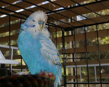 Psittacosis Explained
