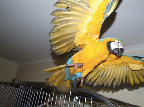 When A Bird Only Behaves For One Person…