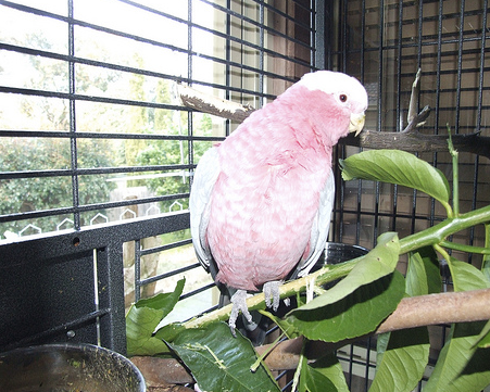 Update On A Galah/Rosebreasted Cockatoo With Liver Issues