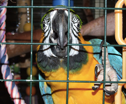 When Your Avian Vet Takes A Day Off…