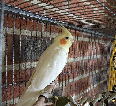 Air Fresheners Can Kill Birds