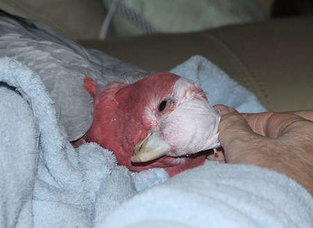 How Do You Look After A Bird When It Gets Old?