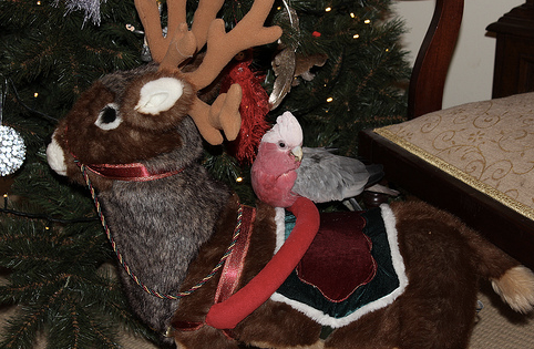 Tips To Help Your Parrots Through Christmas Gatherings
