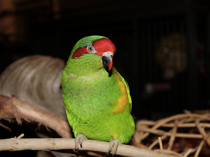 Looking After Parrots During A Stressful Time