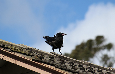 Training Tips Taken Taken From Wild Birds