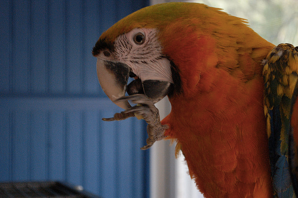 Are Human Snack Foods REALLY Bad For Birds?