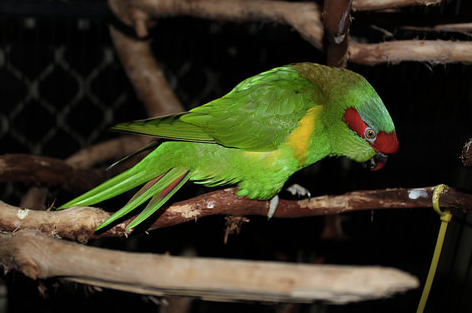 The Importance Of Small Rituals With Pet Birds