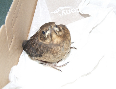 What Do You Do When You Find A Baby Wild Bird?