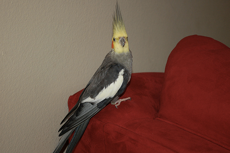 My Bird Is Different Now – Should I Be Worried?