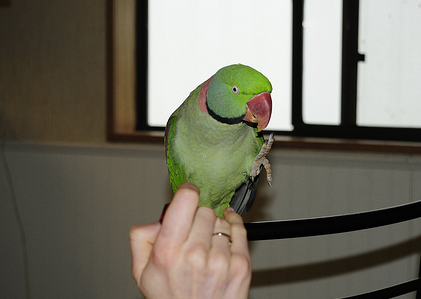 My Bird Bites Me And You Recommend WHAT?!