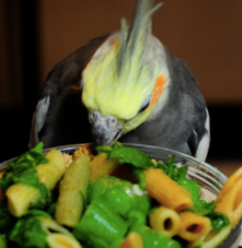 Hey Parrot Owners: YOU’LL NEVER KNOW UNTIL YOU TRY!!