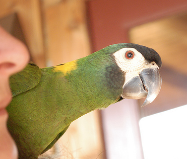 It’s Okay To Feel Frustrated With Your Birds Sometimes