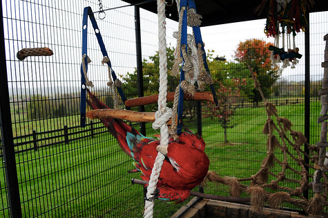 Giving Nature Back To Our Birds
