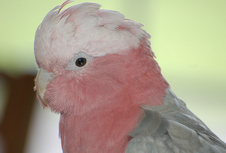The Two Different Reasons A Parrot Will Scream
