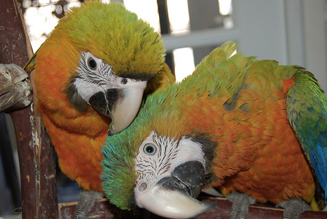 Preparing Your Parrot for A Necropsy