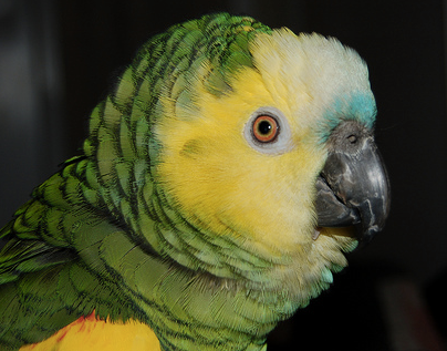 Does A Parrot Need Routine?