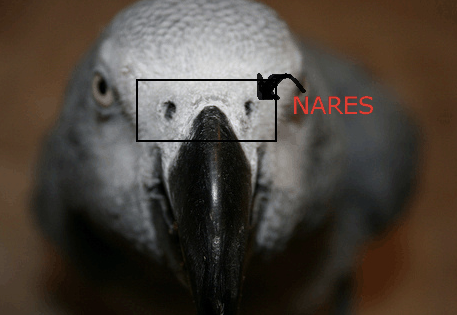 Is It Normal For A Parrot To Sneeze?