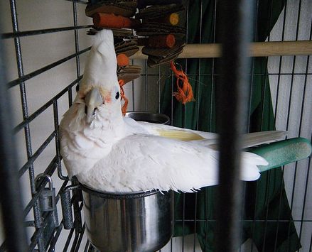 Why You Must NOT Let Your Bird Build Nests