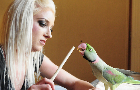 Visuals Help Us Learn To Work With Parrots
