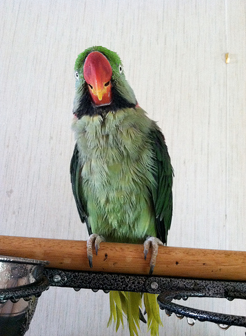 Rasta the Alexandrine Parakeet – Where to Start With Terrified Birds