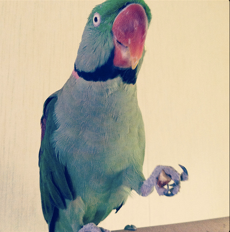My First Breakthrough with Rasta the Alexandrine Parakeet – Putting Happy on Cue