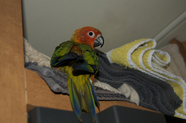 Persistent Parrot Behaviors