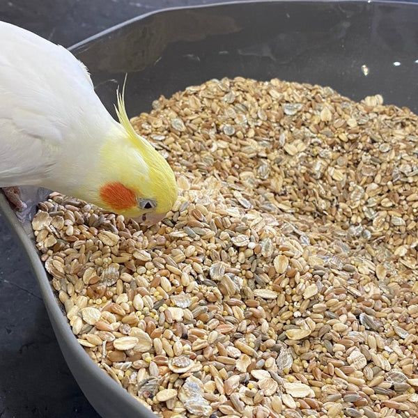 Homemade Cockatiel Seed and Grain Mix Recipe
