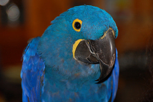 When Contacting Manufacturers About Product Safety For Parrots…