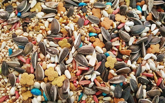 Converting Your Bird From An All Seed Diet