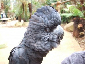 Visiting Healesville Sanctuary’s Native Australian Birds