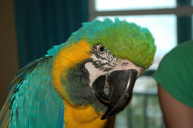 Emulate Bra – The Gold Parrot