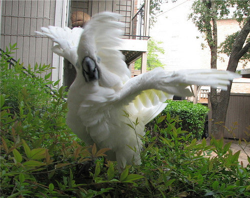 Picking Your Battles With Your Bird