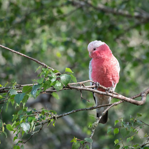 The birds and the trees