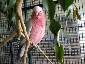Why Having Perches at Different Angles is a Good Idea For Pet Parrots